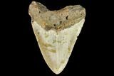 Fossil Megalodon Tooth - North Carolina #109839-2